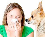 От чего аллергия на животных thumbnail